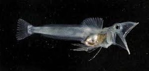 transparent fish